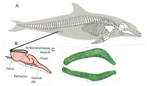 Anatomie d’un grand dauphin mâle. Les pattes arrières sont absentes, et le bassin est réduit  à deux os pairs de 11 centimètre de long, alors que la longueur totale de l’animal est d’environ 3 mètres. En médaillon (B) on a figuré un des os du pelvis (couleur crème) et le corps caverneux du pénis qui s’ancre sur le pelvis ainsi que le muscle rétractile (rose). En C des photos scanner des deux os pelviens en vue dorsale. Figure 1 in référence (1).