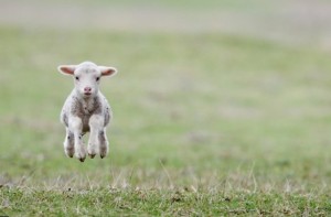 Agneau bondissant avec une bonne assiette. Photo credit: Aaltair/Shutterstock