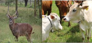 Antilope kob dans le bush et vaches avec leurs colliers anti tsétsé