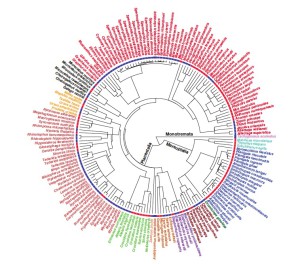Arbre phylogénétique des Mammifères : les couleurs des noms d’espèces font référence à leur appartenance ordinale. Les carrés bleus désignent les  espèces qui hibernent, les carrés rouges celles affectées de torpeur quotidienne.  D’après réf. 2.