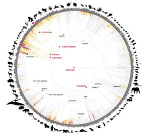 L’agressivité mortelle chez 1024 espèces de Mammifères sauvages.  Sur cet arbre phylogénétique le degré d’agressivité mortelle s’exprime en fonction de son intensité et va du jaune au rouge foncé. La couleur gris indique l’absence d’agressivité.  Le triangle rouge situe la position phylétique du groupe humain. (ref 1).