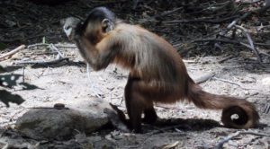 Un capucin s’est saisi d’un outil de pierre pour fendre la coque d’une noix de cajou dans la Sierra de Capivera, Nord Est du Brésil (Michael Haslam / Primate Archaeology project).