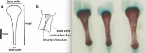 Morphologie du baculum de souris en vue dorsale (a) et les 3 dimensions utilisées dans l’étude. Schéma du baculum (hachuré) in situ (b). D’après réf. 3. A droite photos de baculum de souris. (clichés in Réf. 4). 