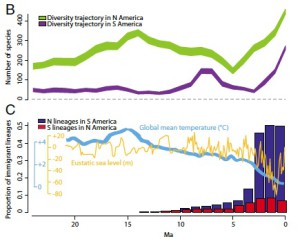 Résumé de l’histoire des Mammifères aux Amérique à travers la trajectoire de leur diversité, du bilan apparition extinction, et du succès relatif des lignées nordistes et sudistes sur le « l’autre continent ».  