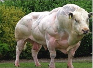 Bœuf bleu belge grognon