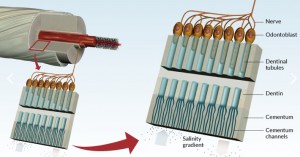 Schéma des réseaux nerveux et nourriciers. À travers des pores ménagés dans le cément qui se comptent par millions, les signaux chimiques, ici le taux de salinité, sont transmis aux cellules qui génèrent la dentine (odontoblastes), et de là parviennent au réseau nerveux relié au Vème nerf crânien. Extrait de la figure 9, référence 1. 