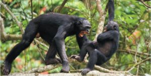Conflit entre deux bonobos (Pan paniscus) pourtant moins agressifs que Pan troglodytes (extrait de réf. 2).