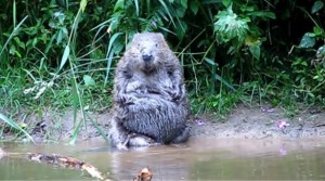 Castor au repos dans la rivière Otter (Devon, Angleterre).