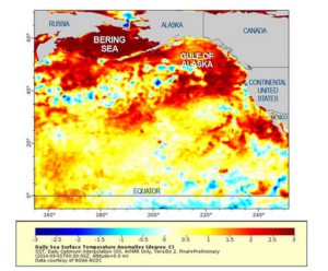 Dans le Pacifique Nord, des températures inhabituellement chaudes sont enregistrées dans le Mer de Béring et jusque en Californie. Plus le rouge est foncée plus la température de surface est élevée. Document US Geological Survey
