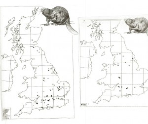 A gauche, présence du castor dans les gisements archéologiques du Pléistocène et plus récents des Iles Britanniques. A droite les noms de lieux qui font référence au castor. Par comparaison, le loup est beaucoup plus fréquent dans la toponymie. Figures extraites de réf. 1.