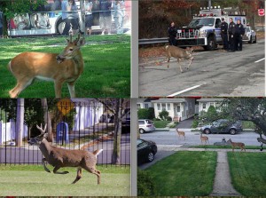 Les cerfs et biches de Staten Island dans leur milieu naturel