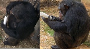 Le but pour ces deux chimpanzés est de pouvoir déguster du beurre de cacahuètes contenu dans le tube en plastique. Photos Williams D. Hopkins (Université du Wisconsin).