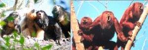 Les deux types de chorale de singes hurleurs : à gauche un groupe de plusieurs mâles (noirs) et femelles (dorées)  d’Alouatta caraya. Photo  Mariana Rano.  A droite  un mâle unique et des femelles d’Alouatta seniculus Photo Carolyn M. Crockett. 