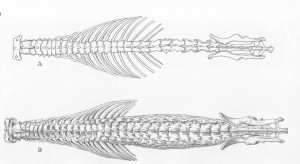 Colonne vertébrale de Musaraigne commune (Crocidura) à haut et de Scutisorex en bas. D’après Allen 1917, référence 3.