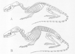 Silhouette de Crocidura (A) et Scutisorex (B). D’après Allen 1917, référence 3.