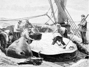 Cueillette du spermaceti au 19ième siècle. Extrait de « Recherches sur le cachalot » (1889) de Georges Pouchet, professeur au Museum National.