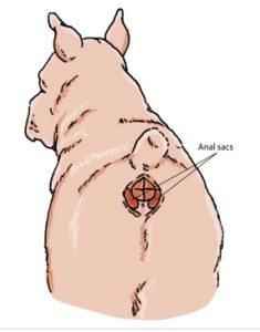 Vue arrière de Canis lupus familiaris et situation des glandes anales