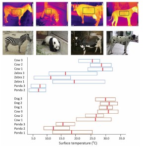 Images thermiques (en haut) et dans des conditions normales du zèbre, du panda, d’une vache et d’un chien. Les diagrammes mettent en évidence l’analyse de la température latérale  des animaux dans des conditions de température différentes. Les moyennes sont indiquées par la barre verticale. 
