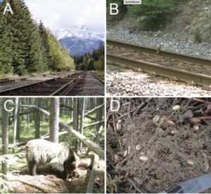 A. La voie de chemin de fer qui traverse le Parc National Banff où on trouve des graines de céréales sur le ballast. B. Un écureuil surpris par une caméra en train de glaner. C. Un grizzli pille une réserve accumulée par un écureuil. D. Un silo plein de graines de froment et lentilles proche de la voie de chemin de fer. Extrait de réf.1, fig.1