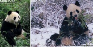 Panda d’été et panda d’hiver grignotant du bambou. Source Arkiv.com (Lynn M. Stone/international.com et Erwin et Peggy Bauer AuscapeInternational