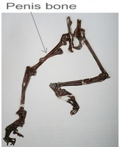 Bassin, pattes arrières et baculum  d’Europolemur de Messel (45 ma). Photo W. Von Koenigswald Université de Bonn. 