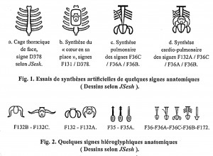Signes hiéroglyphiques du vocabulaire descriptif de l’anatomie du buste (JSech désigne un éditeur de textes pour l'égyptien ancien. C'est un logiciel libre et "Open-Source"). D’après fig. 1 et 2 in  référence 1.