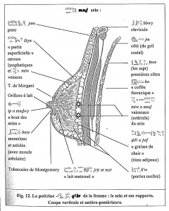La poitrine de la femme. Coupe verticale. Légende hiéroglyphe-français des principaux éléments anatomiques. (Fig. 12 in référence 1).