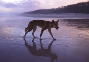 Dingo sur une plage de l’île Frazer (Photo Dept. Environment Heritage Protection, Queensland)