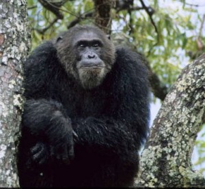 Frodo, ici bien installé et l’air patelin, a été l’auteur de plus d’un crime. Photo Jane Goodall, Gombe. 