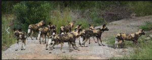 Groupe de lycaon dans le Kruger Park. Photo Bart Swanson