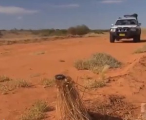 Fèces de dingo en bord de piste (extrait de la vidéo signalée plus haut)
