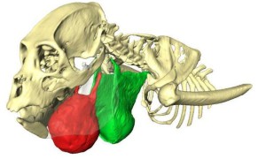 Image en 3D d’un crâne d’Alouatta sara de Bolivie avec l’os hyoïde en rouge. Photo Jacob Dunn. 