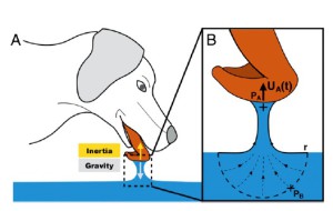 Lorsque le chien commence à laper, les forces de gravité et d’inertie sont en opposition. (A). Les mouvements de la langue provoquent le pompage et la formation d’une colonne d’eau. Dans ce modèle, la différence de pression entre les points PA et PB assure l’extraction du fluide contenu dans l’échelle. La formule UA (T) correspond à la vitesse de déploiement de la langue. D’après Fig. 4 in réf. 1.