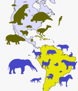 En vert les sudistes venus en Amérique du Nord (tatous et paresseux géants, capybaras, porc épic etc…) En bleu les nordistes venus en Amérique du Sud ( lamas, proboscidiens, chevaux, cerfs, raton laveurs, etc..)