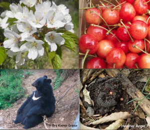 Le jardinier, ses déjections et sa production. Les fleurs sont celles de Prunus verecunda , les fruits ceux d’un cerisier cultivé au Japon. Les photos du bas sont de Brij Kishor Gupta et Heather Angel, Arkive.org.