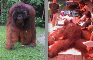 Kusasi se rendant à l’hôpital et quelques instants plus tard sur le billard (Photo orangoutan Foundation, Camp Leakey)
