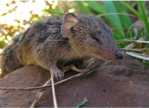 Mâle Antechinus mort d’épuisement. Photo LookANDSee