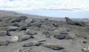 Un mâle éléphant de mer surveille son harem et sa progéniture (G. G. Anderson, Biological Sciences Department, Santa Barbara City College, Marine Science.net)