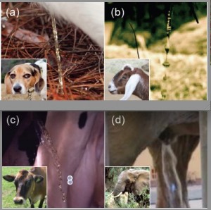 Quelques uns des animaux objets de l’étude : un chien, une chèvre, une vache et un éléphant urinant. Les jets d’une part ont même aspect, et comme le montre les études expérimentales, mêmes durées : 21 secondes ¬¬± 13. Fig. 1a à 1d de référence 1.