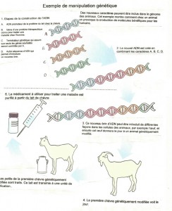 Exemple de manipulation génétique à fin thérapeutique. Emprunté et traduit d’un document de l’US Food & Drug Administration. 