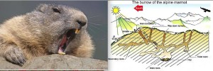 Marmotte prête au grand sommeil et coupe de son terrier ( Cliché et croquis : La vie de la Montagne, Bernard Fischesser, réf. 1) .