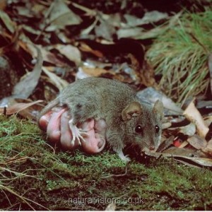 Femelle Antechinus d’Australie avec ses petits attachés aux tétines. Photo C. Andrew Henley/ Natural vision.