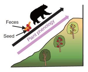 L’ours suit la fructification du cerisier du printemps à l’été et les noyaux que contiennent ses fèces sont ensemencés de plus en plus haut au fur et à mesure  de ses récoltes et repas