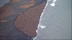 Session plénière du First WMC (Warm Morse Congress) qui rassemblait 35 000 participants en 2011 près de Point Lay dans le nord est de l’Alaska.  Photo CoreAccardo/NOMA/NMFS/NMML.AFSC 