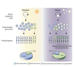 Formation des cellules en bâtonnet (rod) et en cône(cone) chez le poisson zèbre et la souris. Une protéine particulière induit chez la souris la transformation des cônes (cone) en bâtonnets (rod). Dès lors la proportion de cellules en bâtonnet chez la souris augmente.