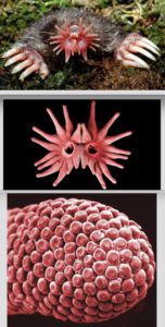 Le nez étoilé et les mains en pelle de Condylura, ses 22 tentacules et l’extrémité de l’un d’eux qui montre la densité des papilles sensorielles. Chacune a un diamètre d’environ 60 microns. Clichés Ken Catania.