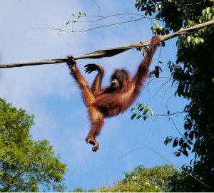 Orang outan en pleine activité. Photo crédit : Gossipguy/creative commons.