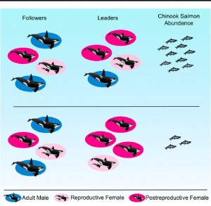 Les orques en chasse : en bleu les mâles adultes,  en rose les mères et leurs petits, en rouge les femelles ménopausées. Ce sont elles qui toujours guident le groupe. Elles sont d’autant plus actives que les proies sont plus rares. Les fils suivent de plus près leurs mères que ne le font les filles. Figure in référence 1. 