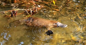 Ornithorynque à la grenouillère. Photo ScienceNews.org.