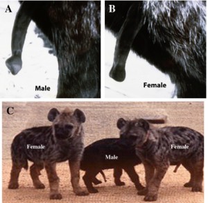 Deux hyènes adultes : en A le mâle pourvu d’un pénis, en B la femelle et son clitoris masculinisé. Photo Glikman 2004. En C trois jeunes hyènes des deux sexes montrent leurs organes génitaux. D’après Glikman et al. 2005. 
